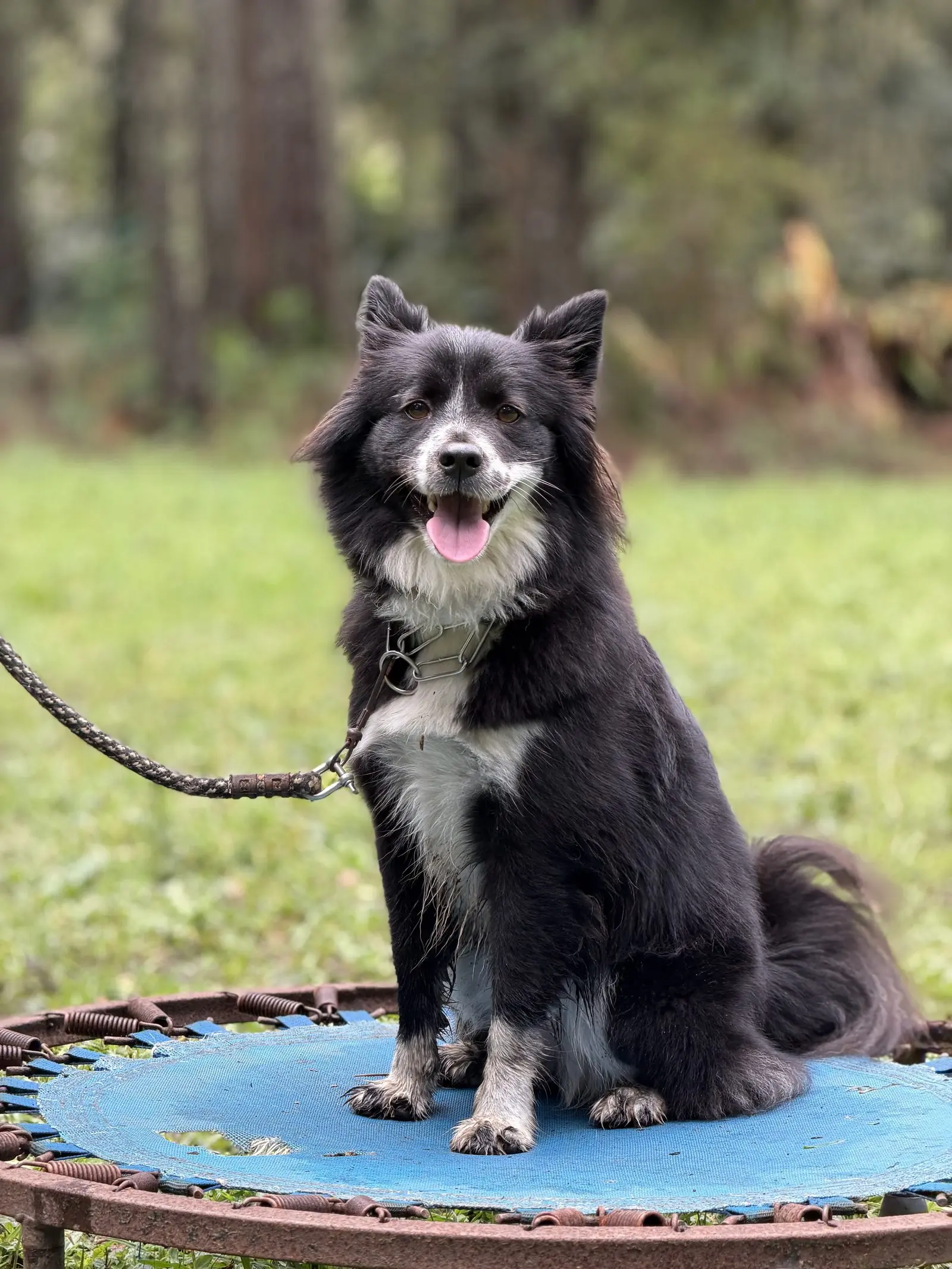 Cão em treinamento de obstáculo no Canil Von Haus Sótter
