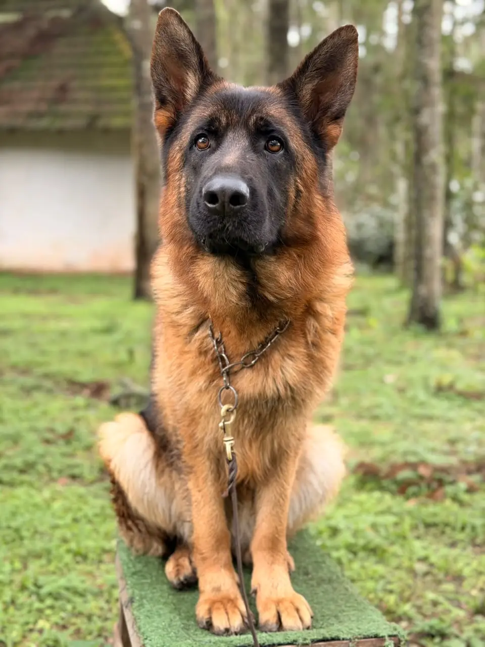 Cão treinado do Canil Von Haus Sótter