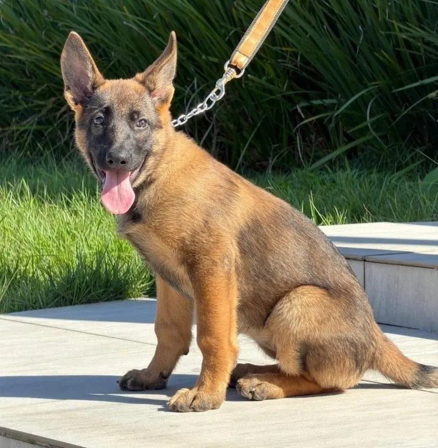 Filhote de Malinois na coleira