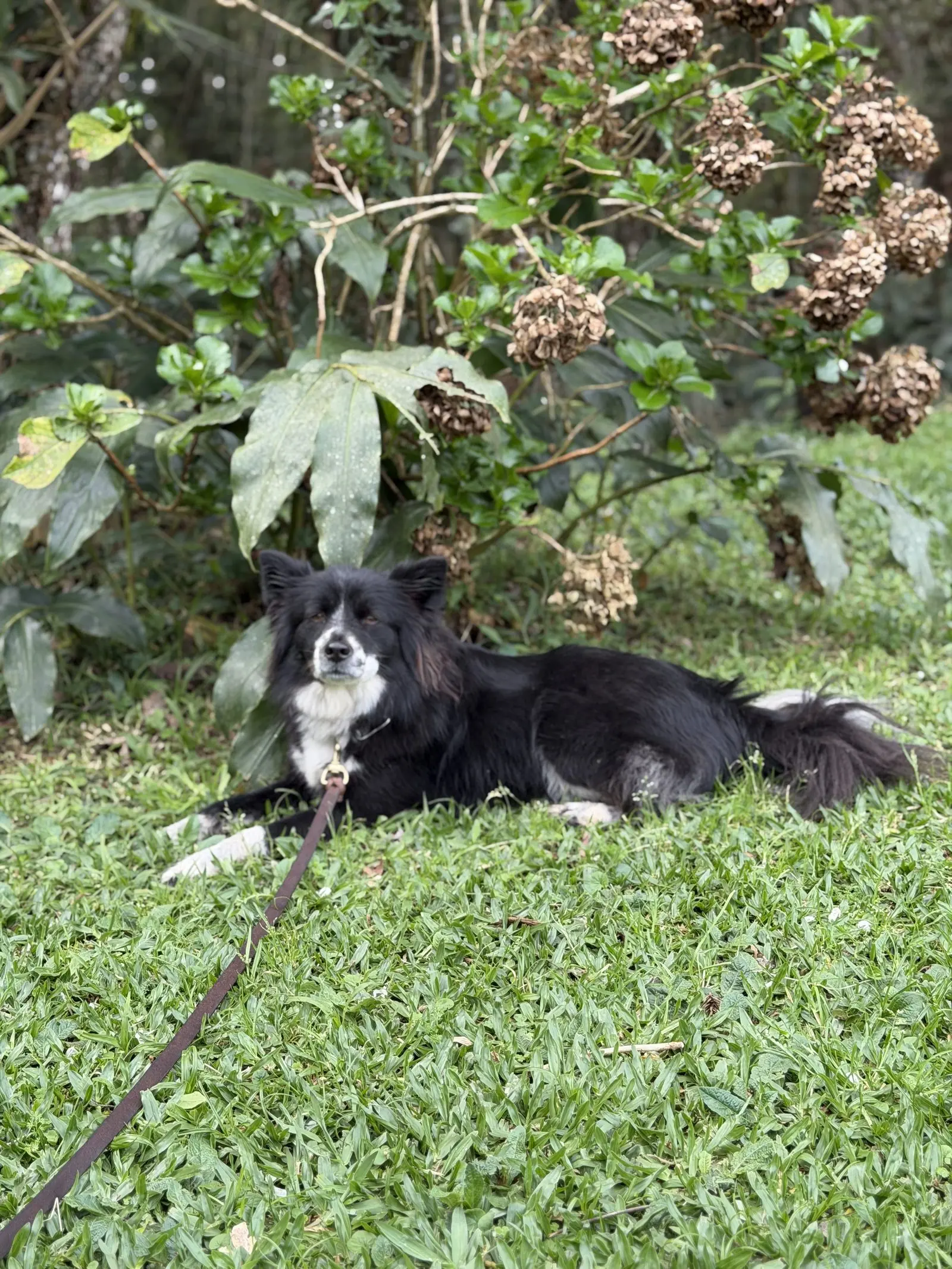 Cão relaxado no jardim durante a hospedagem