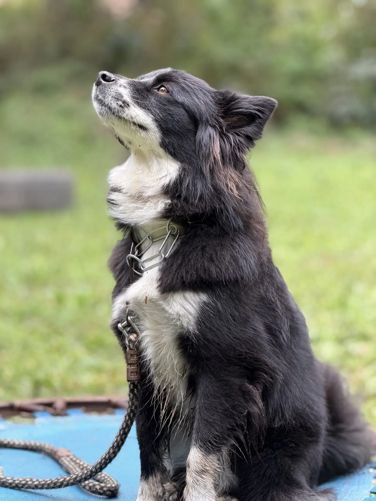 Cão do Canil Von Haus Sótter em treinamento
